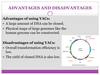 ADVANTAGES AND DISADVANTAGES
Advantages of using YACs:
 A large amount of DNA can be cloned.
 Physical maps of large genomes like the
human genome can be constructed.
Disadvantages of using YACs:
 Overall transformation efficiency is
low.
 The yield of cloned DNA is also low.
 