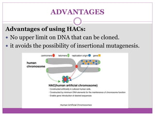 ADVANTAGES
Advantages of using HACs:
 No upper limit on DNA that can be cloned.
 it avoids the possibility of insertional mutagenesis.
 
