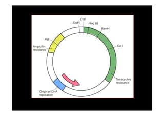 cloning vectors-2-85.pdf used in Recombinant DNA Technology | PDF