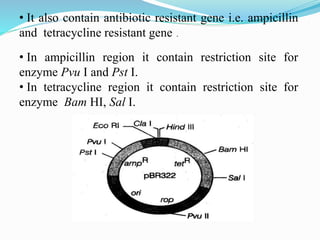 • It also contain antibiotic resistant gene i.e. ampicillin
and tetracycline resistant gene .
• In ampicillin region it contain restriction site for
enzyme Pvu I and Pst I.
• In tetracycline region it contain restriction site for
enzyme Bam HI, Sal I.
 