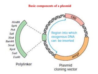 Basic components of a plasmid
 