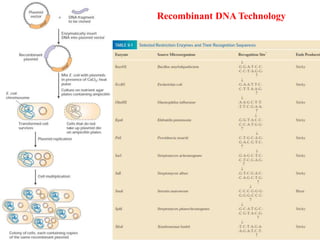 Recombinant DNA Technology
 