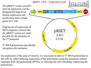 The pRSET vectors are pUC-
derived expression vectors
designed for high-level
protein expression and
purification from cloned
genes in E. coli.
High levels of expression of
DNA sequences cloned into
the pRSET vectors are made
possible by the presence of
the T7 promoter.
T7 RNA polymerase specifically
recognizes this promoter.
For expression of the gene of interest, it is necessary to deliver T7 RNA polymerase to
the cells by either inducing expression of the polymerase using the gratuitous inducer
isopropyl β-D- thiogalactoside (IPTG), or infecting the cell with phage expressing the
polymerase.
pRSET A B C – Expression vector
 