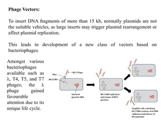 Phage Vectors:
To insert DNA fragments of more than 15 kb, normally plasmids are not
the suitable vehicles, as large inserts may trigger plasmid rearrangement or
affect plasmid replication.
This leads to development of a new class of vectors based on
bacteriophages.
Amongst various
bacteriophages
available such as
λ, T4, T5, and T7
phages; the λ
phage gained
favourable
attention due to its
unique life cycle.
 
