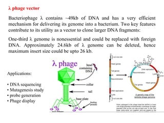 λ phage vector
Bacteriophage λ contains ~49kb of DNA and has a very efficient
mechanism for delivering its genome into a bacterium. Two key features
contribute to its utility as a vector to clone larger DNA fragments:
One-third λ genome is nonessential and could be replaced with foreign
DNA. Approximately 24.6kb of λ genome can be deleted, hence
maximum insert size could be upto 26 kb.
Applications:
• DNA sequencing
• Mutagenesis study
• probe generation
• Phage display
 