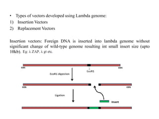 • Types of vectors developed using Lambda genome:
1) Insertion Vectors
2) Replacement Vectors
Insertion vectors: Foreign DNA is inserted into lambda genome without
significant change of wild-type genome resulting int small insert size (upto
10kb).
 