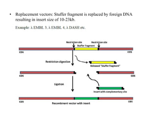 • Replacement vectors: Stuffer fragment is replaced by foreign DNA
resulting in insert size of 10-23kb.
 