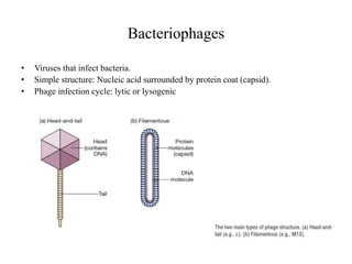 Bacteriophages
• Viruses that infect bacteria.
• Simple structure: Nucleic acid surrounded by protein coat (capsid).
• Phage infection cycle: lytic or lysogenic
 