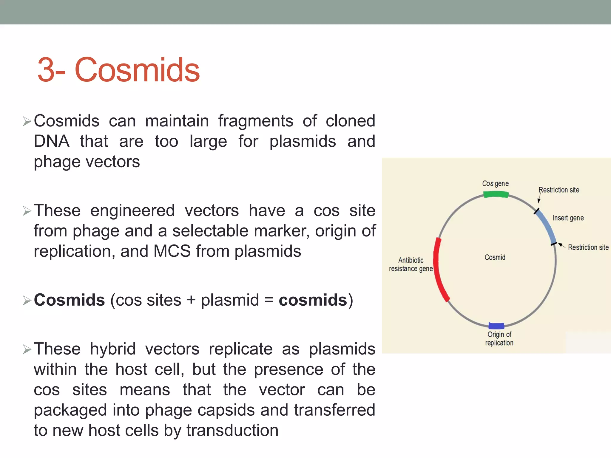 3- Cosmids
Cosmids can maintain fragments of cloned
DNA that are too large for plasmids and
phage vectors
These engineered vectors have a cos site
from phage and a selectable marker, origin of
replication, and MCS from plasmids
Cosmids (cos sites + plasmid = cosmids)
These hybrid vectors replicate as plasmids
within the host cell, but the presence of the
cos sites means that the vector can be
packaged into phage capsids and transferred
to new host cells by transduction
 