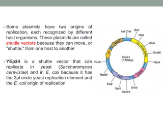 Cloning Vectors.pdf