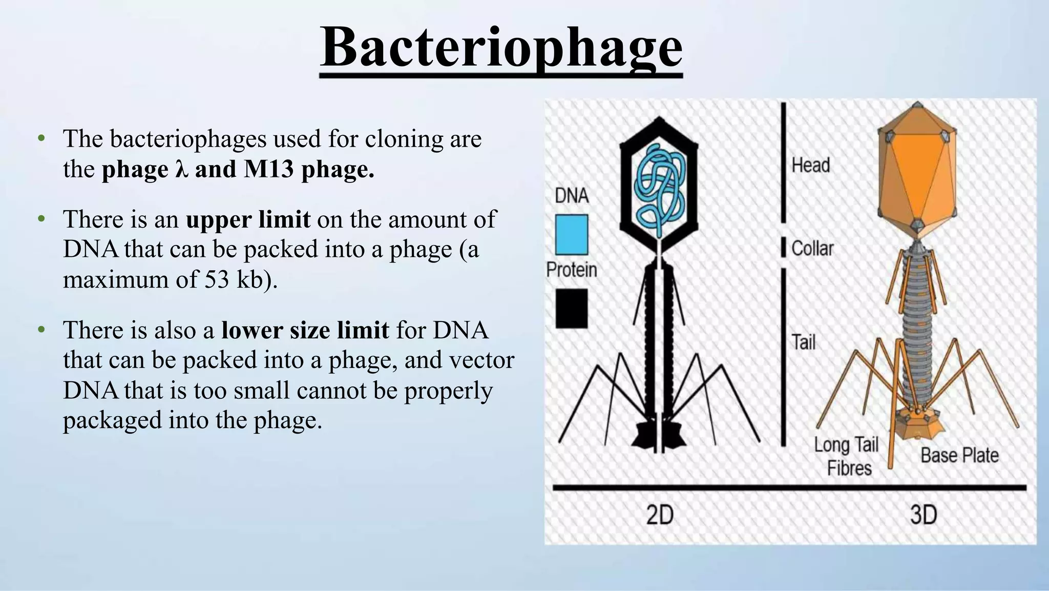 Bacteriophage
• The bacteriophages used for cloning are
the phage λ and M13 phage.
• There is an upper limit on the amount of
DNA that can be packed into a phage (a
maximum of 53 kb).
• There is also a lower size limit for DNA
that can be packed into a phage, and vector
DNA that is too small cannot be properly
packaged into the phage.
 