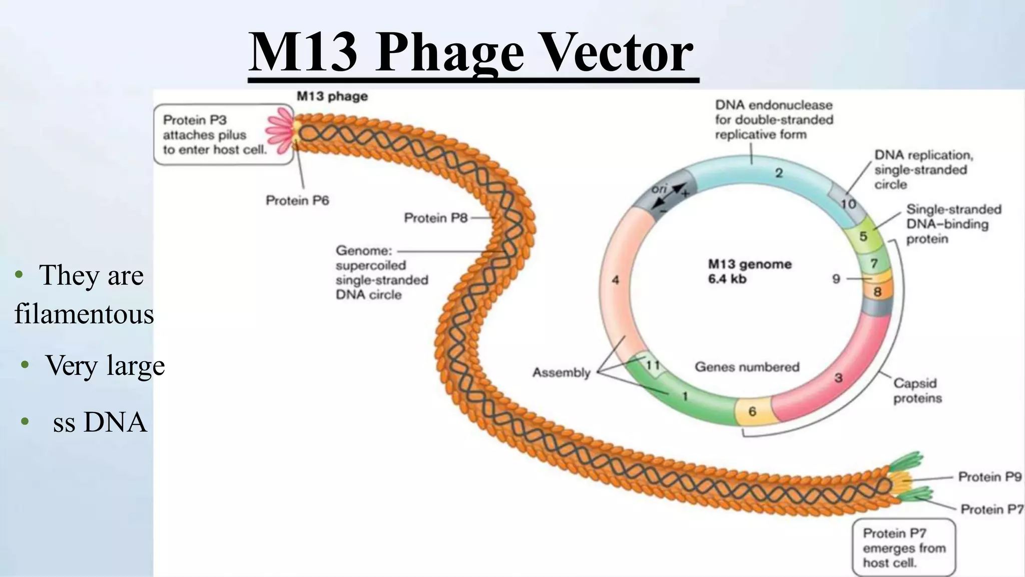 M13 Phage Vector
• They are
filamentous
• Very large
• ss DNA
 