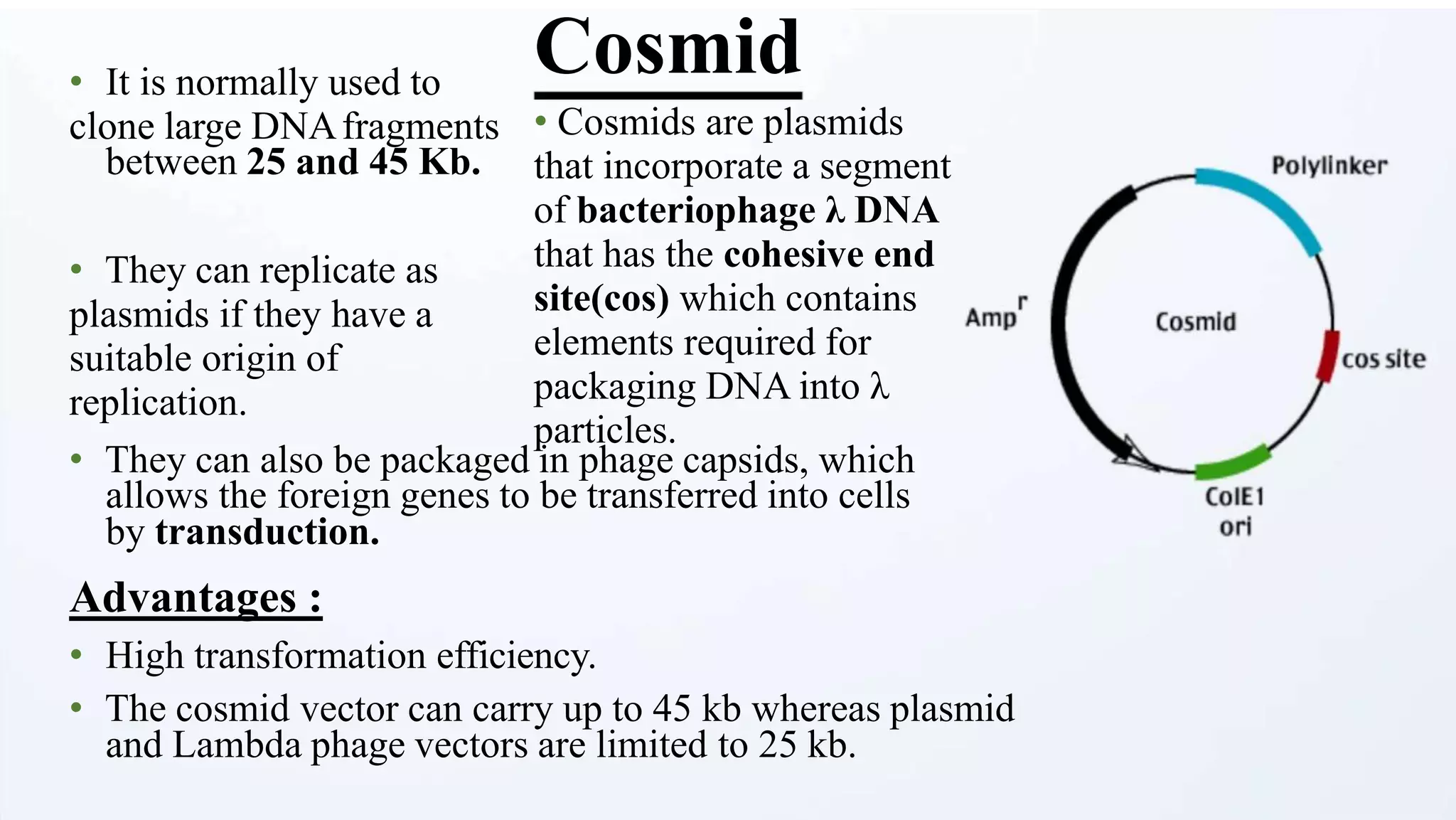Cosmid
• Cosmids are plasmids
that incorporate a segment
of bacteriophage λ DNA
that has the cohesive end
site(cos) which contains
elements required for
packaging DNA into λ
particles.
• It is normally used to
clone large DNAfragments
between 25 and 45 Kb.
• They can replicate as
plasmids if they have a
suitable origin of
replication.
• They can also be packaged in phage capsids, which
allows the foreign genes to be transferred into cells
by transduction.
Advantages :
• High transformation efficiency.
• The cosmid vector can carry up to 45 kb whereas plasmid
and Lambda phage vectors are limited to 25 kb.
 
