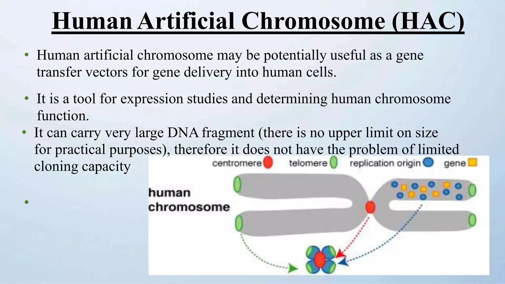 HumanArtificial Chromosome (HAC)
• Human artificial chromosome may be potentially useful as a gene
transfer vectors for gene delivery into human cells.
• It is a tool for expression studies and determining human chromosome
function.
• It can carry very large DNA fragment (there is no upper limit on size
for practical purposes), therefore it does not have the problem of limited
cloning capacity
•
 