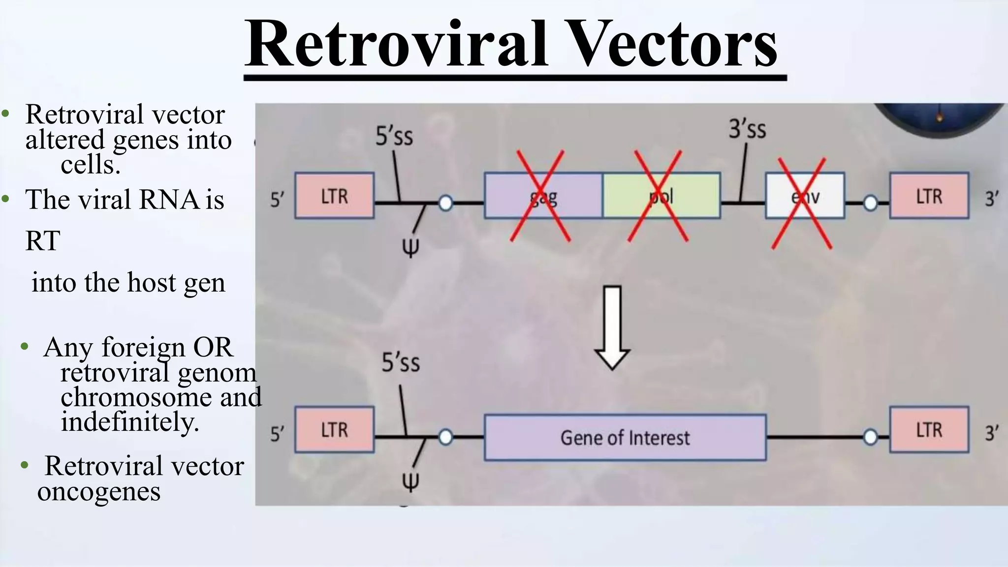 Retroviral Vectors
• Retroviral vector
altered genes into
cells.
• The viral RNAis
RT
into the host gen
• Any foreign OR
retroviral genom
chromosome and
indefinitely.
• Retroviral vector
oncogenes
 