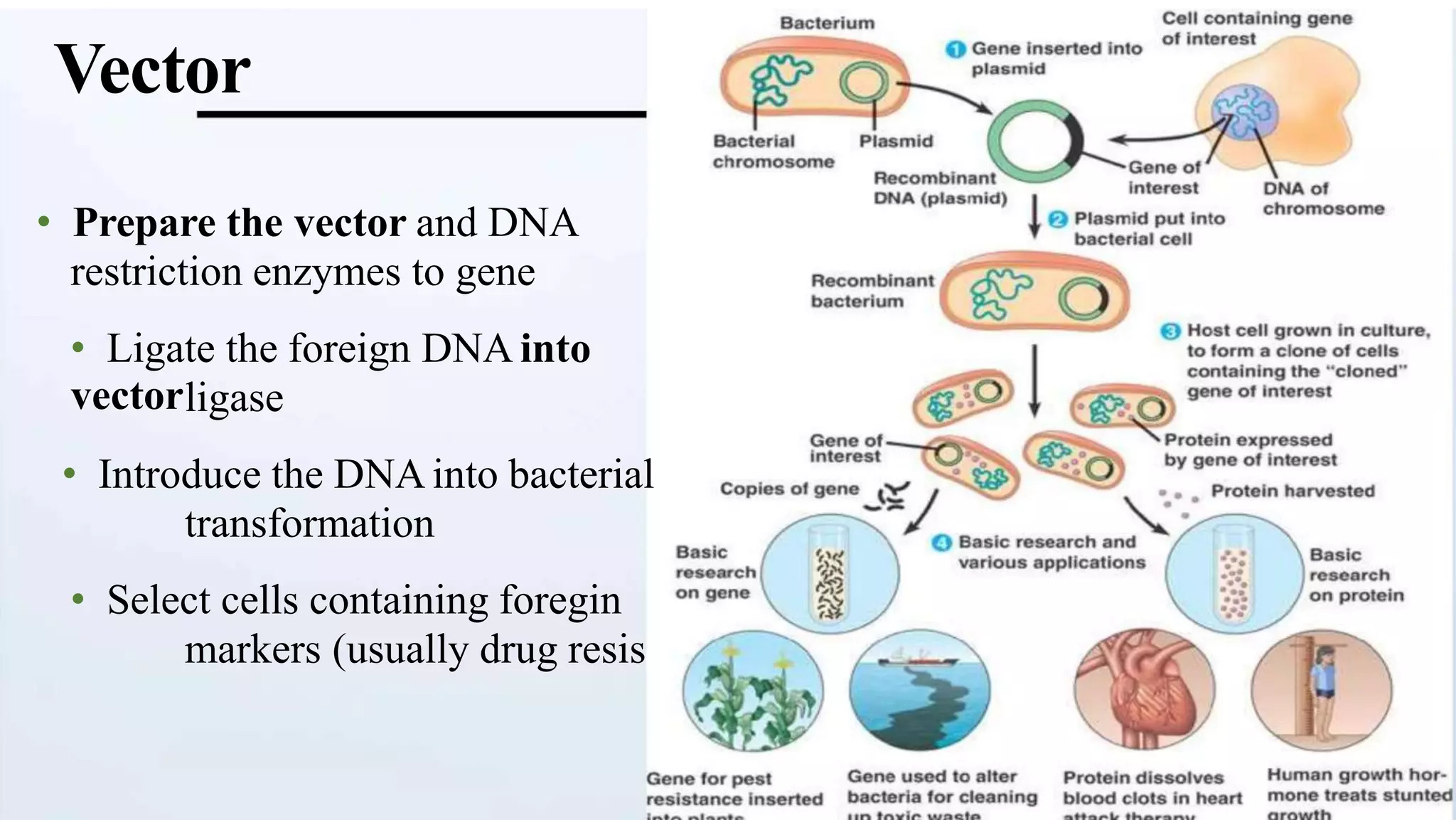Vector
• Prepare the vector and DNA
restriction enzymes to gene
• Ligate the foreign DNA into
vectorligase
• Introduce the DNA into bacterial
transformation
• Select cells containing foregin
markers (usually drug resis
 