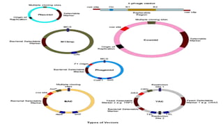 cloning vectors.pptx Biotechnology Notes | PPTX