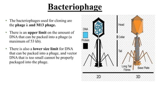 • The bacteriophages used for cloning are
the phage λ and M13 phage.
• There is an upper limit on the amount of
DNA that can be packed into a phage (a
maximum of 53 kb).
• There is also a lower size limit for DNA
that can be packed into a phage, and vector
DNA that is too small cannot be properly
packaged into the phage.
Bacteriophage
 