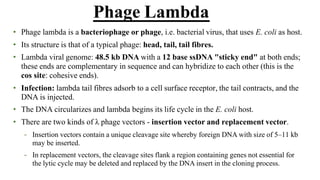 • Phage lambda is a bacteriophage or phage, i.e. bacterial virus, that uses E. coli as host.
• Its structure is that of a typical phage: head, tail, tail fibres.
• Lambda viral genome: 48.5 kb DNA with a 12 base ssDNA "sticky end" at both ends;
these ends are complementary in sequence and can hybridize to each other (this is the
cos site: cohesive ends).
• Infection: lambda tail fibres adsorb to a cell surface receptor, the tail contracts, and the
DNA is injected.
• The DNA circularizes and lambda begins its life cycle in the E. coli host.
• There are two kinds of λ phage vectors - insertion vector and replacement vector.
– Insertion vectors contain a unique cleavage site whereby foreign DNA with size of 5–11 kb
may be inserted.
– In replacement vectors, the cleavage sites flank a region containing genes not essential for
the lytic cycle may be deleted and replaced by the DNA insert in the cloning process.
Phage Lambda
 