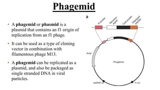 • A phagemid or phasmid is a
plasmid that contains an f1 origin of
replication from an f1 phage.
• It can be used as a type of cloning
vector in combination with
filamentous phage M13.
• A phagemid can be replicated as a
plasmid, and also be packaged as
single stranded DNA in viral
particles.
Phagemid
 