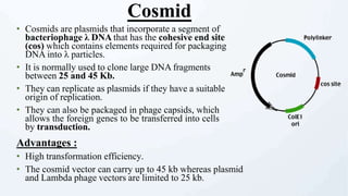 • Cosmids are plasmids that incorporate a segment of
bacteriophage λ DNA that has the cohesive end site
(cos) which contains elements required for packaging
DNA into λ particles.
• It is normally used to clone large DNA fragments
between 25 and 45 Kb.
• They can replicate as plasmids if they have a suitable
origin of replication.
• They can also be packaged in phage capsids, which
allows the foreign genes to be transferred into cells
by transduction.
Advantages :
• High transformation efficiency.
• The cosmid vector can carry up to 45 kb whereas plasmid
and Lambda phage vectors are limited to 25 kb.
Cosmid
 