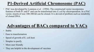 • PAC was developed by Loannou et al. (1994). The constructed vector incorporates
features of both P1 and Fʹ and can be transformed into E.coli by electroporation. In a PAC
vector, inserts of size 100-300 kb can be cloned. It is devoid of problem such as instability
of cloned DNA.
Advantages of BACs compared to YACs
• Stable
• Ease to transformation
• Speed of growth of E. coli host
• Simpler to purify
• More user friendly
• They are helpful in the development of vaccines
P1-Derived Artificial Chromosome (PAC)
 