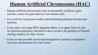 • Human artificial chromosome may be potentially useful as a gene
transfer vectors for gene delivery into human cells.
• It is a tool for expression studies and determining human chromosome
function.
• It can carry very large DNA fragment (there is no upper limit on size
for practical purposes), therefore it does not have the problem of limited
cloning capacity of other vectors.
• It also avoids possible insertional mutagenesis caused by integration
into host chromosomes by viral vector.
Human Artificial Chromosome (HAC)
 