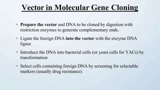 • Prepare the vector and DNA to be cloned by digestion with
restriction enzymes to generate complementary ends.
• Ligate the foreign DNA into the vector with the enzyme DNA
ligase
• Introduce the DNA into bacterial cells (or yeast cells for YACs) by
transformation
• Select cells containing foreign DNA by screening for selectable
markers (usually drug resistance).
Vector in Molecular Gene Cloning
 