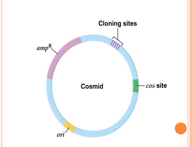 cloning vectors and their role in genetic engineering | PPTX