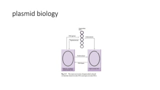 plasmid biology
 