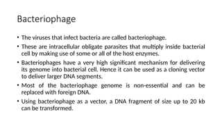 Bacteriophage
• The viruses that infect bacteria are called bacteriophage.
• These are intracellular obligate parasites that multiply inside bacterial
cell by making use of some or all of the host enzymes.
• Bacteriophages have a very high significant mechanism for delivering
its genome into bacterial cell. Hence it can be used as a cloning vector
to deliver larger DNA segments.
• Most of the bacteriophage genome is non-essential and can be
replaced with foreign DNA.
• Using bacteriophage as a vector, a DNA fragment of size up to 20 kb
can be transformed.
 