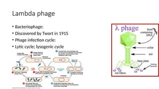 Lambda phage
• Bacteriophage:
• Discovered by Twort in 1915
• Phage infection cycle:
• Lytic cycle; lysogenic cycle
 