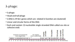 λ-phage:
• λ-phage:
• Head-and-tail phage
• λ DNA is 49 kb ( genes which are related in function are clustered)
• Linear and circular forms of the DNA
• Each end contain 12-nucleotide single stranded DNA called cos site or
cohesive ends
 