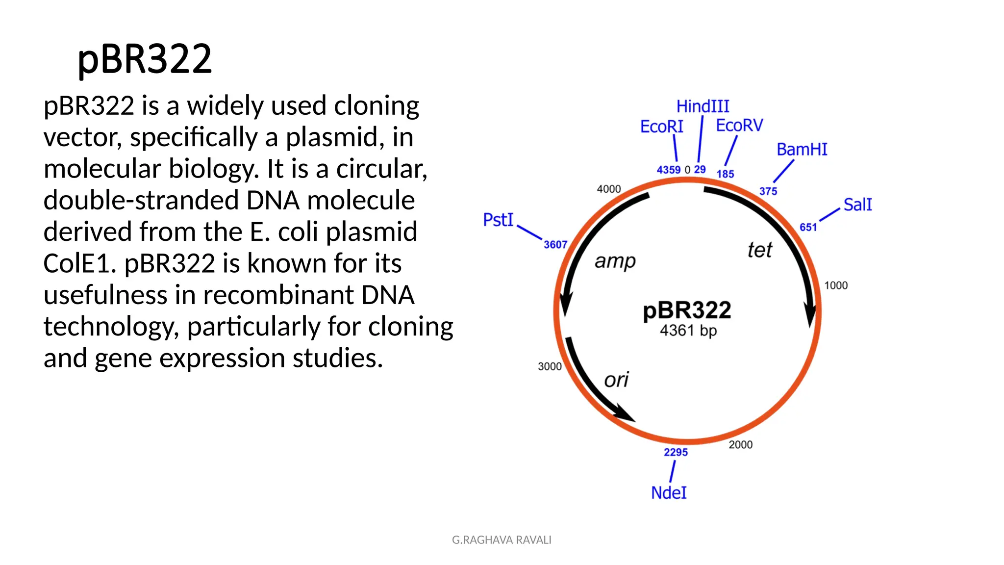 G.RAGHAVA RAVALI
pBR322
pBR322 is a widely used cloning
vector, specifically a plasmid, in
molecular biology. It is a circular,
double-stranded DNA molecule
derived from the E. coli plasmid
ColE1. pBR322 is known for its
usefulness in recombinant DNA
technology, particularly for cloning
and gene expression studies.
 