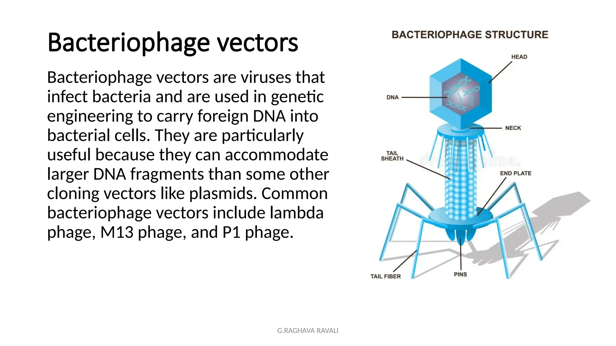 G.RAGHAVA RAVALI
Bacteriophage vectors
Bacteriophage vectors are viruses that
infect bacteria and are used in genetic
engineering to carry foreign DNA into
bacterial cells. They are particularly
useful because they can accommodate
larger DNA fragments than some other
cloning vectors like plasmids. Common
bacteriophage vectors include lambda
phage, M13 phage, and P1 phage.
 