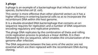G.RAGHAVA RAVALI
λ phage
λ-phage is an example of a bacteriophage that infects the bacterial
species, Escherichia coli (E. coli).
This vector is more effective than other plasmid vectors as it has a
higher efficiency in entering bacterial cells so as to incorporate the
recombinant DNA within the host genome.
It is a double-stranded DNA bacteriophage that contains an ori
sequence requires for replication and a number of DNA sequences
encoding regulatory and replicative proteins.
The phage DNA replicates by the combination of theta and rolling
circle replication process to produce a linear dsDNA. It is then
followed by the cos sequence, which enables the circularization of the
genome after infection.
The DNA sequences between the two arms of the vector are not
essential which are then replaced with the recombinant DNA during
cloning.
 