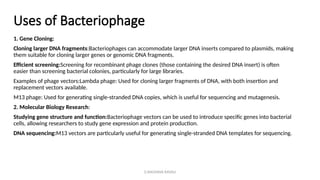 G.RAGHAVA RAVALI
Uses of Bacteriophage
1. Gene Cloning:
Cloning larger DNA fragments:Bacteriophages can accommodate larger DNA inserts compared to plasmids, making
them suitable for cloning larger genes or genomic DNA fragments.
Efficient screening:Screening for recombinant phage clones (those containing the desired DNA insert) is often
easier than screening bacterial colonies, particularly for large libraries.
Examples of phage vectors:Lambda phage: Used for cloning larger fragments of DNA, with both insertion and
replacement vectors available.
M13 phage: Used for generating single-stranded DNA copies, which is useful for sequencing and mutagenesis.
2. Molecular Biology Research:
Studying gene structure and function:Bacteriophage vectors can be used to introduce specific genes into bacterial
cells, allowing researchers to study gene expression and protein production.
DNA sequencing:M13 vectors are particularly useful for generating single-stranded DNA templates for sequencing.
 