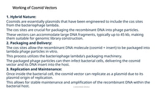 G.RAGHAVA RAVALI
Working of Cosmid Vectors
1. Hybrid Nature:
Cosmids are essentially plasmids that have been engineered to include the cos sites
from the bacteriophage lambda.
The cos sites are crucial for packaging the recombinant DNA into phage particles.
These vectors can accommodate large DNA fragments, typically up to 45 kb, making
them suitable for genomic library construction.
2. Packaging and Delivery:
The cos sites allow the recombinant DNA molecule (cosmid + insert) to be packaged into
lambda phage particles in vitro.
This process utilizes the bacteriophage lambda's packaging machinery.
The packaged phage particles can then infect bacterial cells, delivering the cosmid
vector and its DNA insert into the host.
3. Replication and Maintenance:
Once inside the bacterial cell, the cosmid vector can replicate as a plasmid due to its
plasmid origin of replication.
This allows for stable maintenance and amplification of the recombinant DNA within the
bacterial host.
 