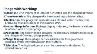 G.RAGHAVA RAVALI
Phagemids Working:
1.Cloning: A DNA fragment of interest is inserted into the phagemid vector.
2.Transformation: The phagemid is introduced into a bacterial host.
3.Replication: The phagemid replicates as a plasmid within the bacteria,
producing multiple copies of the inserted DNA.
4.Helper Phage Infection: If phage display is desired, the bacterial culture
is infected with a helper phage.
5.Packaging: The helper phage provides the necessary proteins to package
the phagemid DNA into phage particles.
6.Phage Display: These phage particles display the foreign protein
(encoded by the inserted DNA) on their surface.
7.Selection: The displayed proteins can be screened and selected for
desired properties.
 