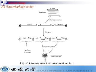 Cloning vectors for genetic engineerings | PDF