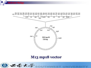 Cloning vectors for genetic engineerings | PDF