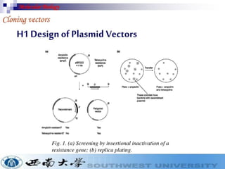 Cloning vectors for genetic engineerings | PDF