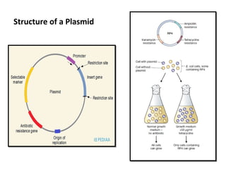 Structure of a Plasmid
 