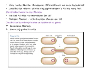 • Copy number-Number of molecules of Plasmid found in a single bacterial cell
• Amplification –Process of increasing copy number of a Plasmid many folds.
Classification based on copy Number
• Relaxed Plasmids – Multiple copies per cell
• Stringent Plasmids – Limited number of copies per cell
Classification based on presence or absence of tra genes
 Conjugative Plasmids
 Non –conjugative Plasmids
 