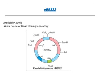 pBR322
Artificial Plasmid
Work house of Gene cloning laboratory
 