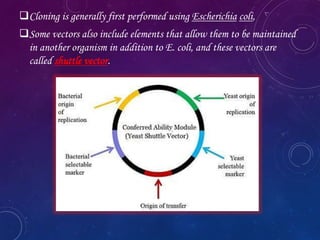 Cloning vectors & gene constructs | PPTX