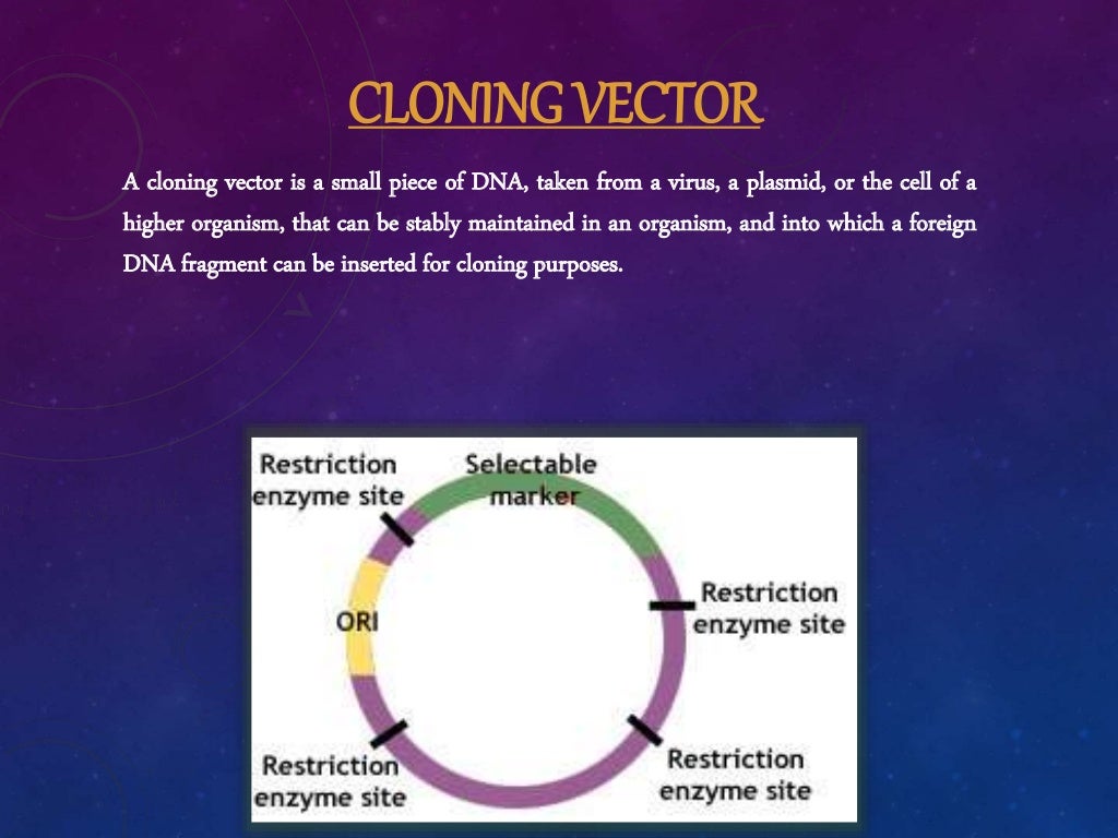 Cloning vectors & gene constructs