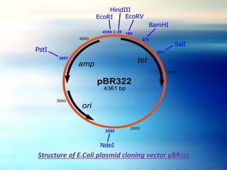 Structure of E.Coli plasmid cloning vector pBR322
 