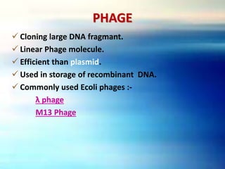 PHAGE
 Cloning large DNA fragmant.
 Linear Phage molecule.
 Efficient than plasmid.
 Used in storage of recombinant DNA.
 Commonly used Ecoli phages :-
λ phage
M13 Phage
 