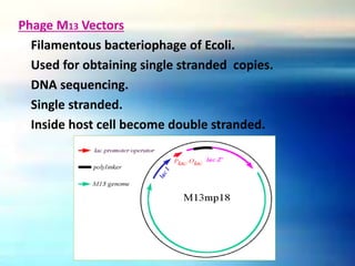 Phage M13 Vectors
Filamentous bacteriophage of Ecoli.
Used for obtaining single stranded copies.
DNA sequencing.
Single stranded.
Inside host cell become double stranded.
 